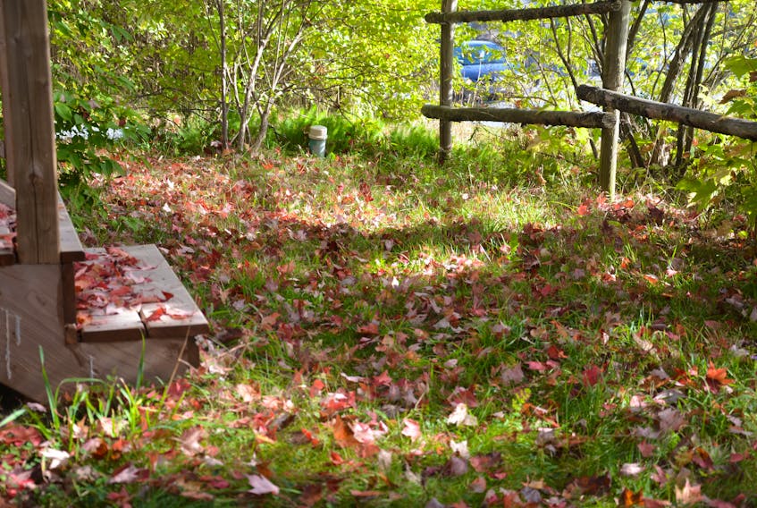 Fallen leaves accumulate in a suburban yard. The Nature Conservancy of Canada advises leaving them where they lie.