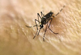  This file photo taken on January 25, 2016 shows an Aedes Aegypti mosquito photographed on human skin in a lab of the International Training and Medical Research Training Center (CIDEIM) in Cali, Colombia.