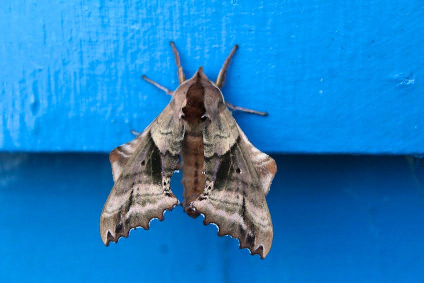 A blinded sphinx moth (Paonias excaecata).