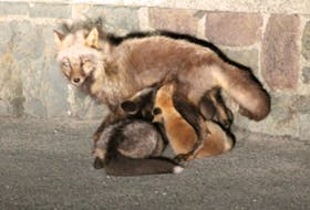 An injured mother fox feeds her pups on Signal HIll in St. John's. —Submitted photo by Connie Duffett