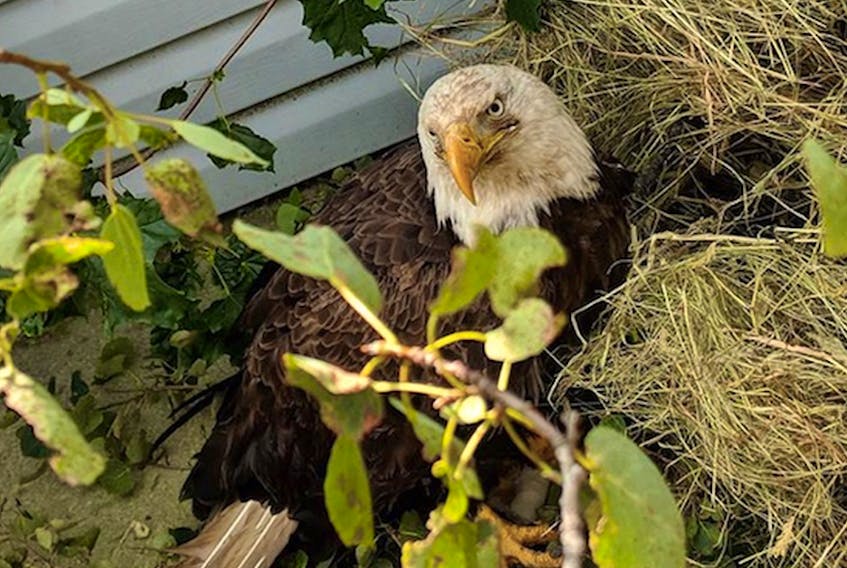 An injured eagle, first discovered on Fogo Island in 2018, was euthanized by the provincial government’s Department of Environment and Wildlife and one of the people who helped capture it is questioning the decision. SaltWire Network file photo 
