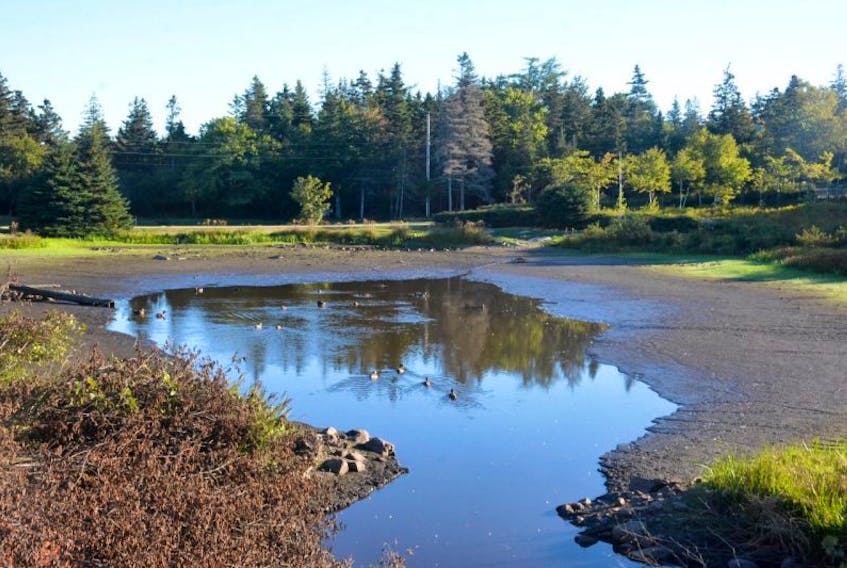 <p>This pond in Arcadia, Yarmouth County, has become noticeably dryer and dryer, and is also shrinking in size, as the weeks have continued without any significant amount of rain. Much of the bottom of the pond is now visible.&nbsp;</p>