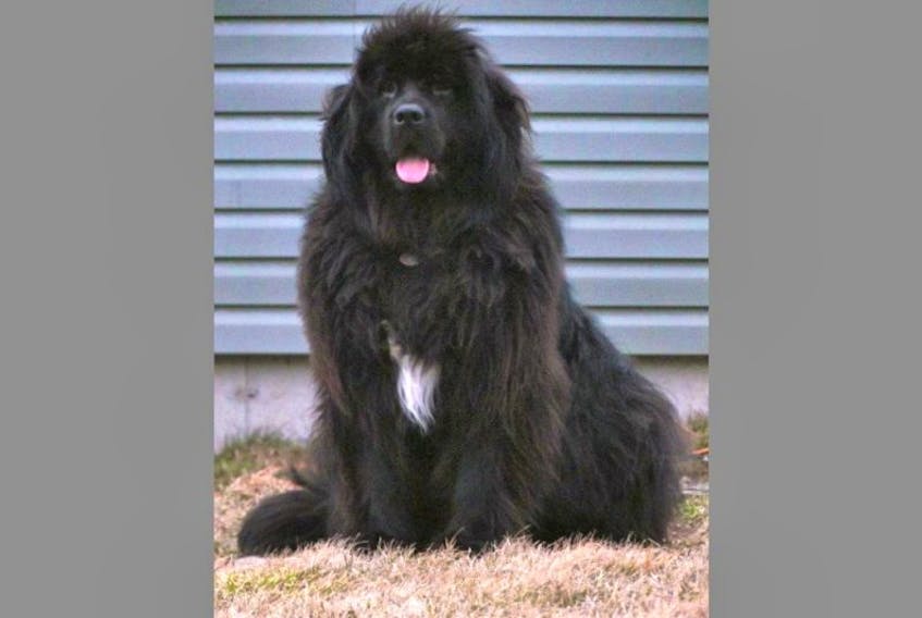 A Woods Harbour family is still searchng for their gentle giant, a six-year-old Newfoundland dog named Mya.