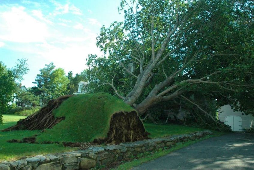 A downed tree in Yarmouth County after Arthur.<br />ERIC BOURQUE PHOTO