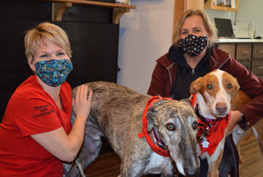 Mary Ritchie, left, a veterinarian technician and donor recruitment director for the Canadian Animal Blood Bank, took blood donations Wednesday from Liam, left, a Spanish galgo, and Elron, a Spanish podenco, at the New Perth Animal Hospital. Mary MacDonald, the dogs’ owner, is pictured on the right.