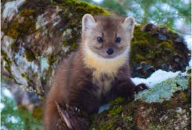 The Newfoundland marten, a subspecies of the American marten. In 2007, they went from being endangered to being classified as threatened because of an increase in the population. - Photo by Bailey Parsons