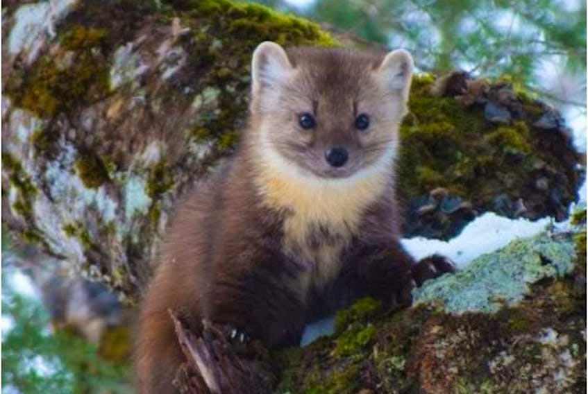 The Newfoundland marten, a subspecies of the American marten. In 2007, they went from being endangered to being classified as threatened because of an increase in the population. - Photo by Bailey Parsons