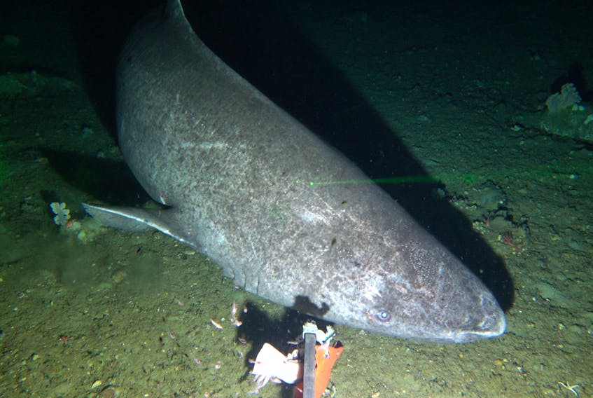 A Greenland shark that visited one of the research team’s baited camera stations in the Labrador Sea. -COURTESY FISHERIES AND OCEANS CANADA