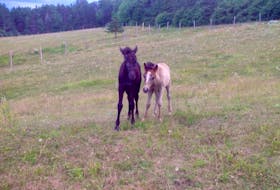<p>Evangeline, left, a Newfoundland pony filly, and Sparky, a three-quarter Newfoundland pony colt – the eldest by nine days – are best buddies.</p>