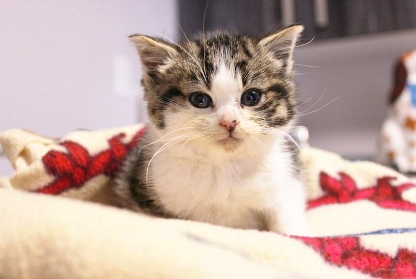 Holly, a six-week-old female tabby, is recovering at the East River Animal Hospital from a broken leg and road rash on her paws and face. A veterinarian believes the injuries indicate she may have been thrown from a vehicle.