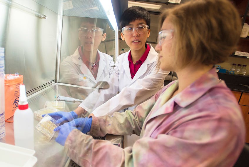 Clarissa Sit. left, assistant professor in chemistry at Saint Mary’s University, looks for antifungal compounds that are produced by bacteria with senior undergraduate student Kaitlyn Blatt-Janmaat inside a SMU research lab on Thursday morning.