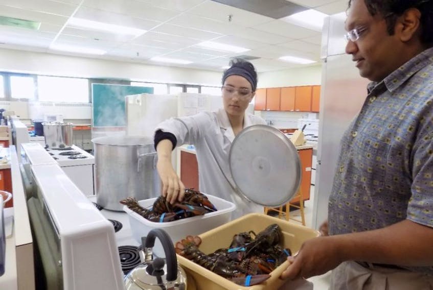 Lauren Viana, a StFX Human Nutrition honours student and StFX Chemistry Professor Dr. Shah Razul, prepare lobster as part of a project that is looking at a better way to freeze lobster to preserve taste.