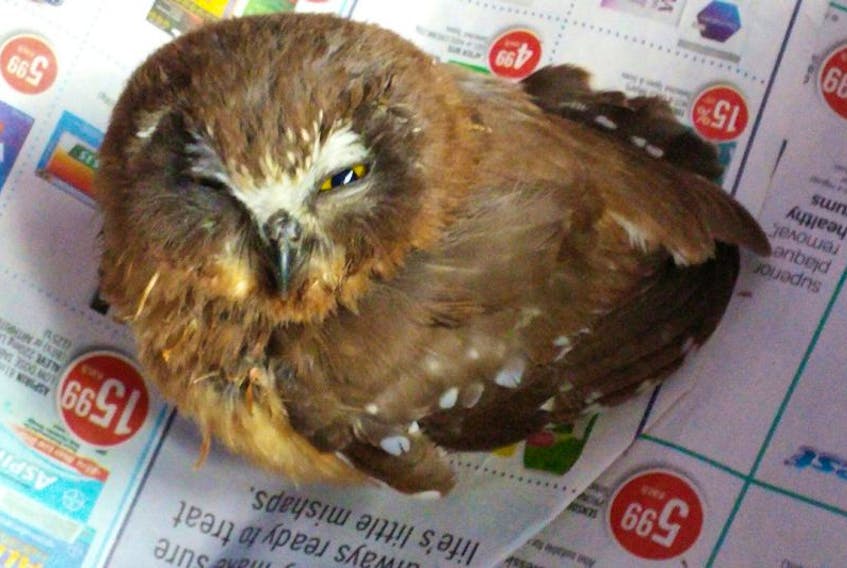 Heaven MacPhee rescued this saw-whet owl from two cats Monday morning. It was taken to the Cobequid Wildlife Rehabilitation Centre.