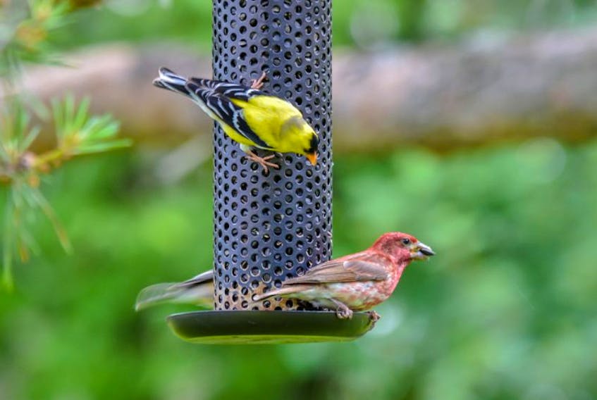 A golden finch and a purple finch eat a feeder at Walter Agnew’s property earlier this summer. He has since taken down his feeders after reports of a parasite affecting finch populations.