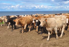 A large, combined herd of cattle composed of animals from farmers across the province roams the hills near the Northumberland Strait, at the Cape John Community Pasture Co-op.