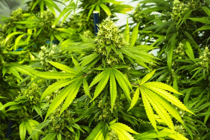 marijuana in an indoor cannabis farm
