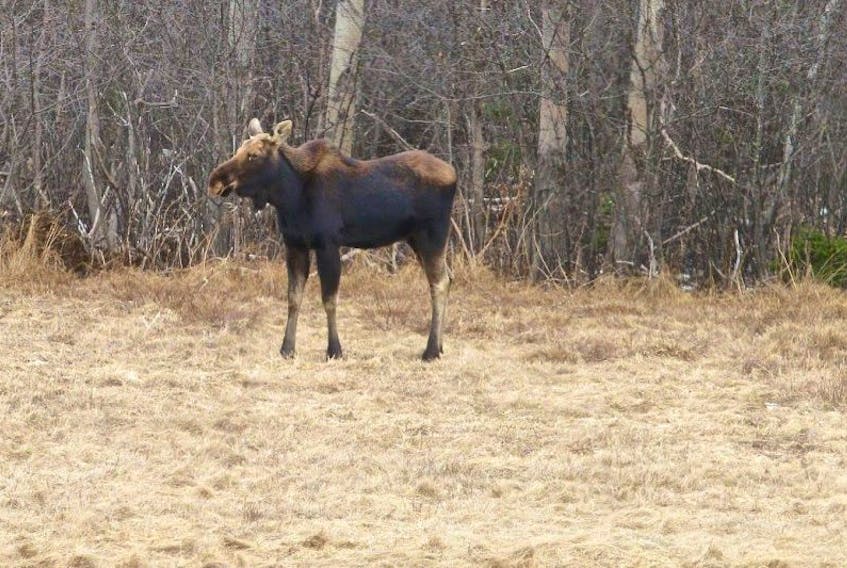 This young male mainland moose has been spotted in Abercrombie over the past month or so. Trees with stripped bark where it has fed can be seen.