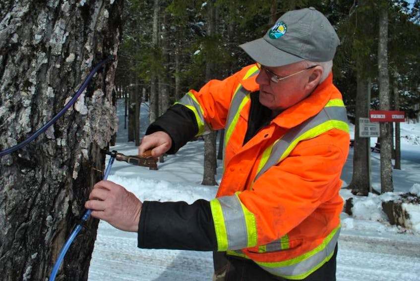 Jim Crawford places a tap in a maple tree at Lansdowne Outdoor Recreational Development Association park. 