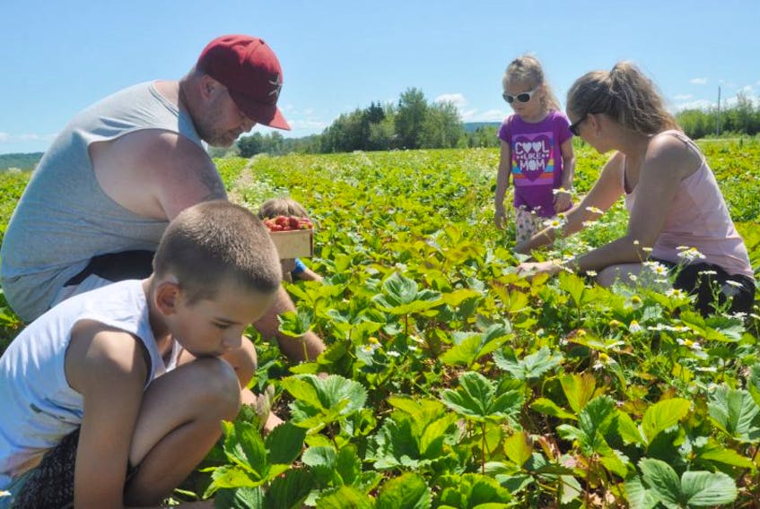 Jason Hunt and Lisa McGrath pick berries with their children, Seth, Riley and Emma Rae at MacLean’s U-Pick in Durham. 