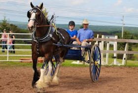 ['Shalyn MacDonald of the Salt Springs 4-H directs a horse around the outside ring as part of the draft horse driving competition as part of 4-H day at the Pictou-North Colchester Exhibition. MacDonald was accompanied by Justin Shaw, who owns the draft horse.']