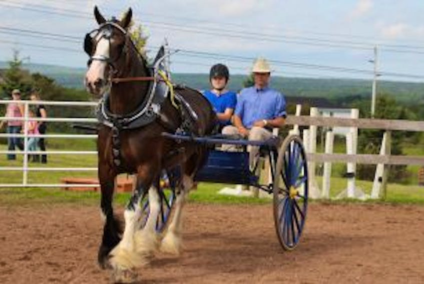 ['Shalyn MacDonald of the Salt Springs 4-H directs a horse around the outside ring as part of the draft horse driving competition as part of 4-H day at the Pictou-North Colchester Exhibition. MacDonald was accompanied by Justin Shaw, who owns the draft horse.']