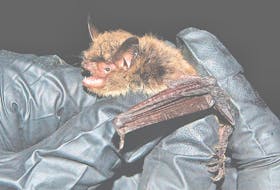 <p>The northern long-eared bat was recently listed at “threatened” by the U.S. Fish and Wildlife Service. The species has been struggling on P.E.I. since white nose syndrome was discovered in the local population in 2013.</p>