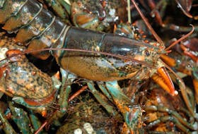 Live lobsters from Atlantic Canada are shipped all over the world. While most of them end up in the United States and Canada, some end up on dinner plates in Dubai, in the United Arab Emirates. 