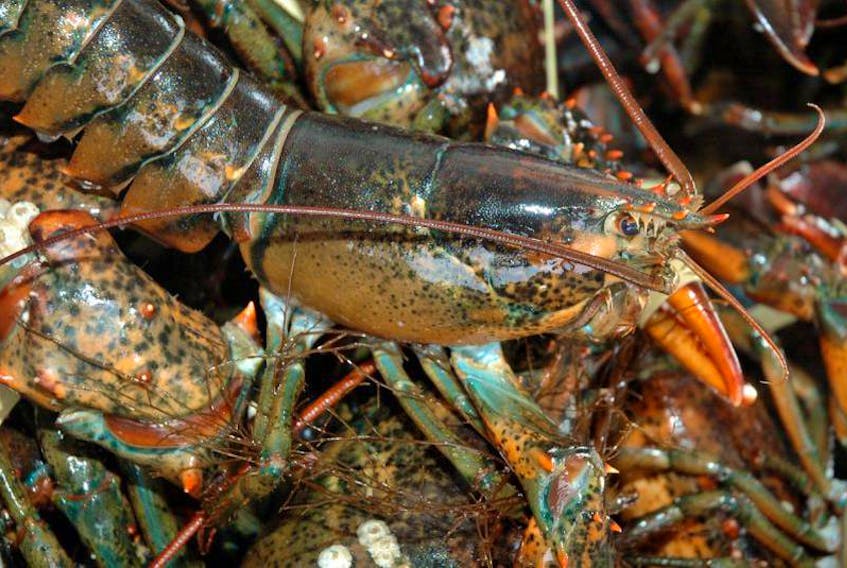 Live lobsters from Atlantic Canada are shipped all over the world. While most of them end up in the United States and Canada, some end up on dinner plates in Dubai, in the United Arab Emirates. 