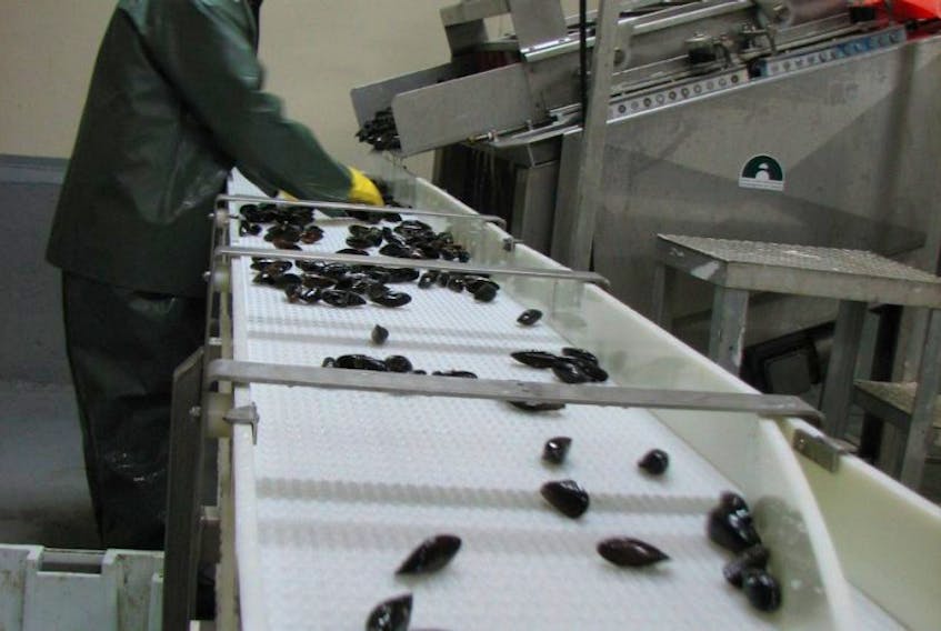 A worker processes mussels at St. Anthony Basin Resources Inc.'s facility in St. Lunaire-Griquet. A decision has been made to close the plant after this season.