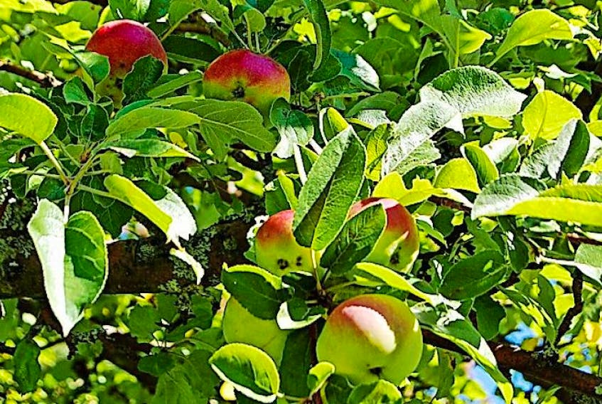 Some years are better than others when it comes to relying on Mother Nature to grow apples.