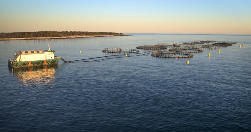  In the aquaculture industry, the fish monitoring technology developed through the Ocean Aware project will aim to provide better information for fish farmers on the health of the farm environment, and their fish crop.
