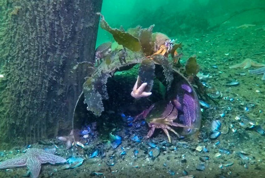 An old, discarded pipe has become part of the habitat for crabs and starfish in the waters around St. Lawrence. CONTRIBUTED BY OCEAN QUEST ADVENTURES 