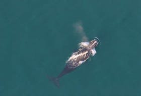 Right whale #3853 with a series of fresh propeller wounds running across its back. Photo courtesy Oceana Canada