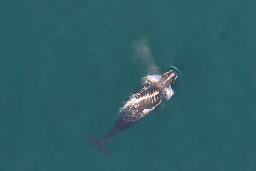 Right whale #3853 with a series of fresh propeller wounds running across its back. Photo courtesy Oceana Canada