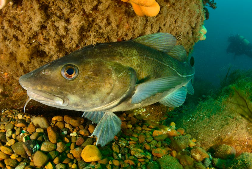 The Northern cod stock remains in the critical zone, as DFO says recently observed stock growth between 2012 and 2016 may have stalled. According to DFO, ecosystem conditions indicate limited productivity and reduced food availability may be limiting growth of cod. -CONTRIBUTED PHOTO COURTESY OCEANA CANADA/CARLOS MINGUELL