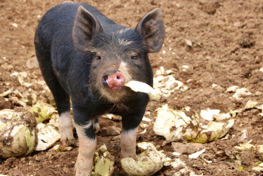 A piglet enjoys a snack at Sullivan's Family Farm.
