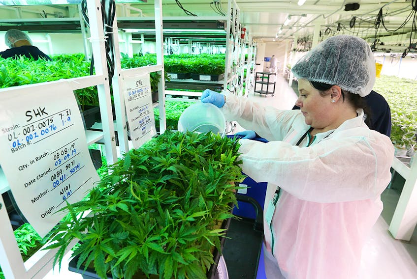 A worker tends to young cloned plants at the Sundial Growers cannabis production facility in Olds. 