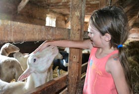 <p>Six-year-old Laura Costain makes a new friend at Crystal Green Farms during Open Farm Day on Sunday.</p>