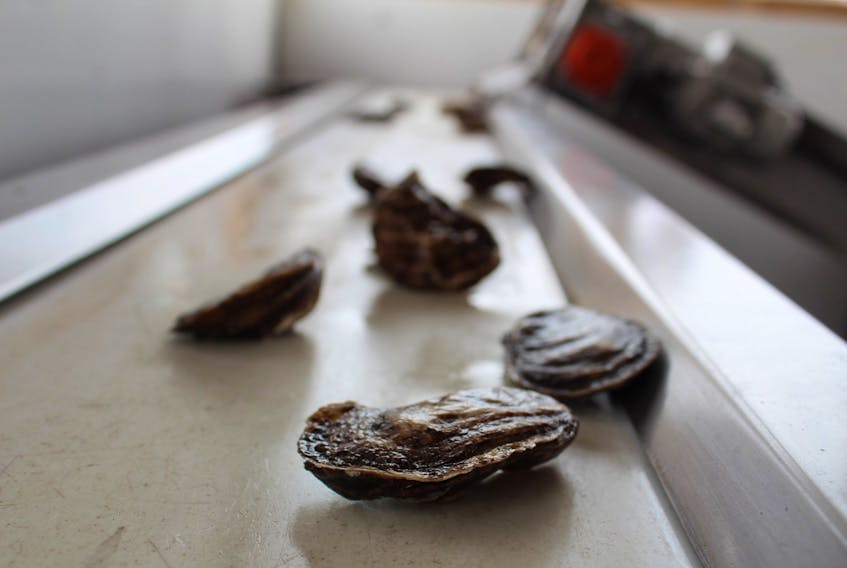 Oysters move along a conveyor belt on their way to be sorted and counted.