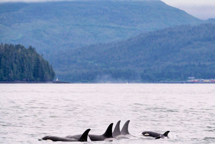 Orcas play in Chatham Sound near Prince Rupert, B.C., Friday, June, 22, 2018. 