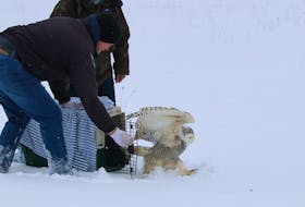 Brenda Boates of the Cobequid Wildlife Rehabilitation Centre is assisted by of an officer from Department of Lands and Forestry in releasing a snowy owl. (Ken McKenna Photo)
