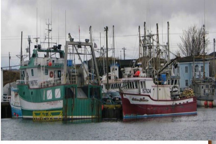 <p>Shrimp fishing boats, part of the inshore fleet, at Port de Grave.</p>
<p>TC Media file photo</p>