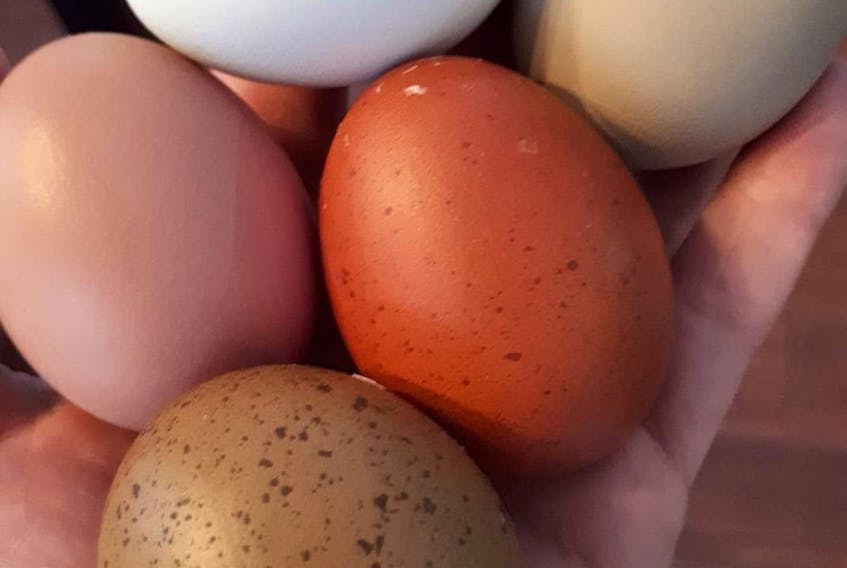 A sample of the types of eggs that Becky Shea and her family get from their chickens.
Contributed
