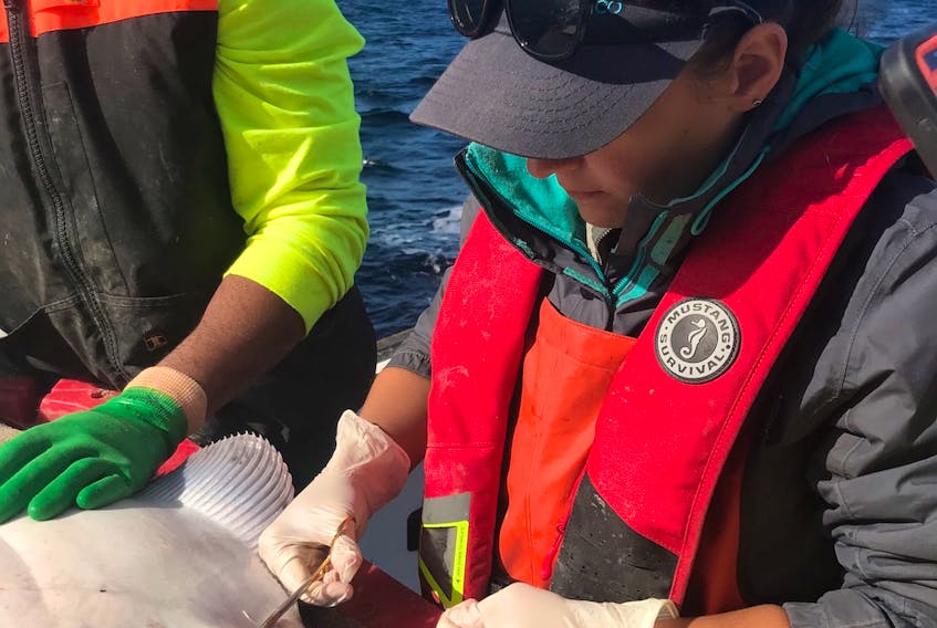 Implanting an acoustic transmitter tag in an Atlantic halibut requires a quick bit of surgery at sea. This past summer DFO scientists implanted tags in 30 halibut in the research zone from the Scotian Shelf to the Grand Banks.