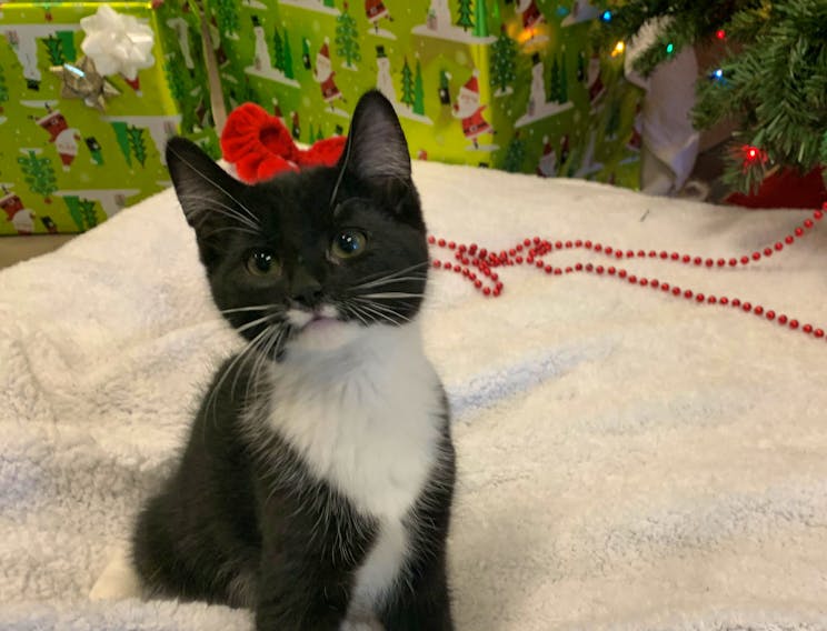 The fifth animal to be profiled in the 2019 edition of the 12 Strays of Christmas is Ms. Coal. - Emma Turner/Special to The Guardian