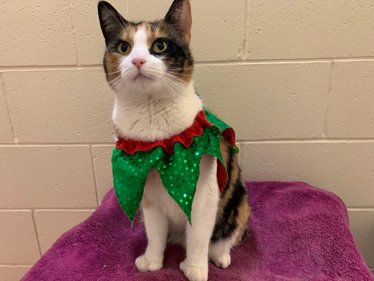 The 10th animal to be profiled in the 2019 edition of the 12 Strays of Christmas is Amelia. - Emma Turner/Special to The Guardian