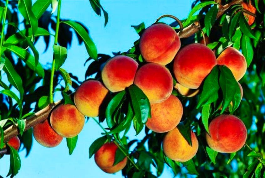 Do I dare eat a peach?” – The Love Song of J. Alfred Prufrock, T.S. Eliot