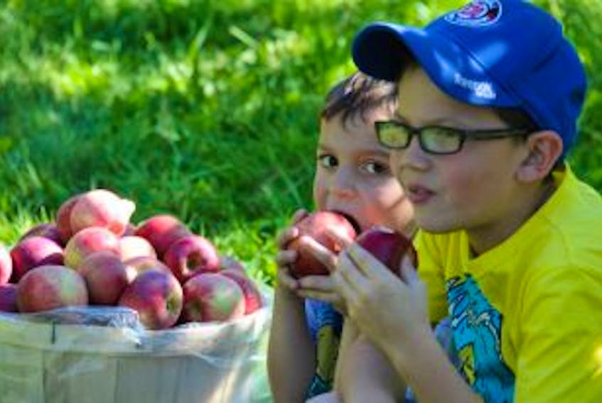 ['Joshua Phillips, 5, and Noah Phillips, 8, munch on some apples at the Island Scarecrow Festival Sunday at Arlington Orchards.']