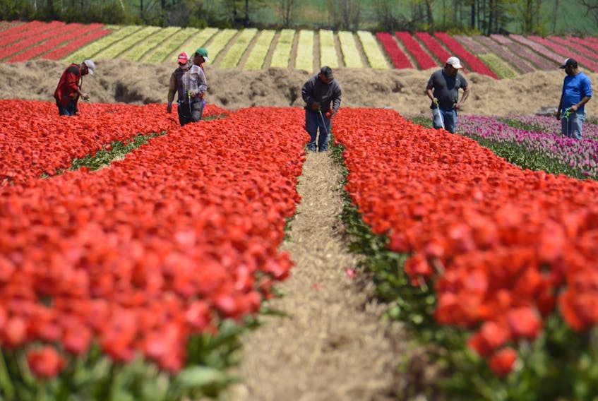 Farmworkers work in a field of tulips last summer in Prince Edward Island. 