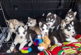 These husky puppies are in the process of going to their forever homes. The P.E.I. Humane Society seized 17 puppies from a breeder in November and is in the process of scheduling appointments for them to be picked up by their new owners. Kim MacMillan/Special to The Guardian